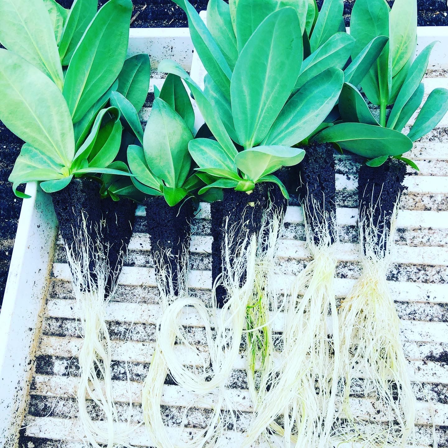 Lisianthus Babies Ready to be Planted this May