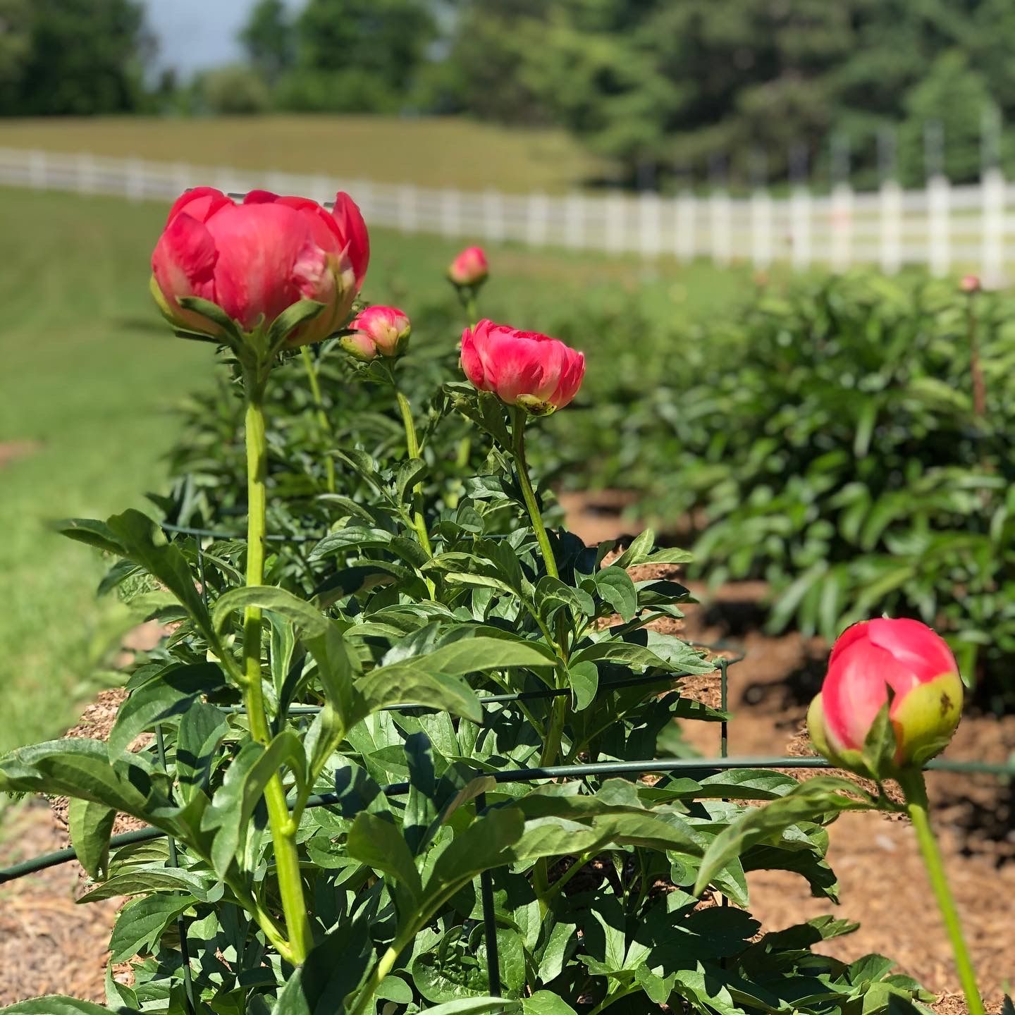 The Peony Field