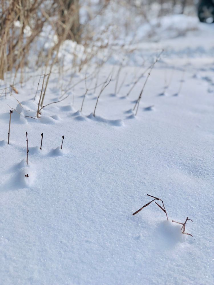 A Blanket of Snow