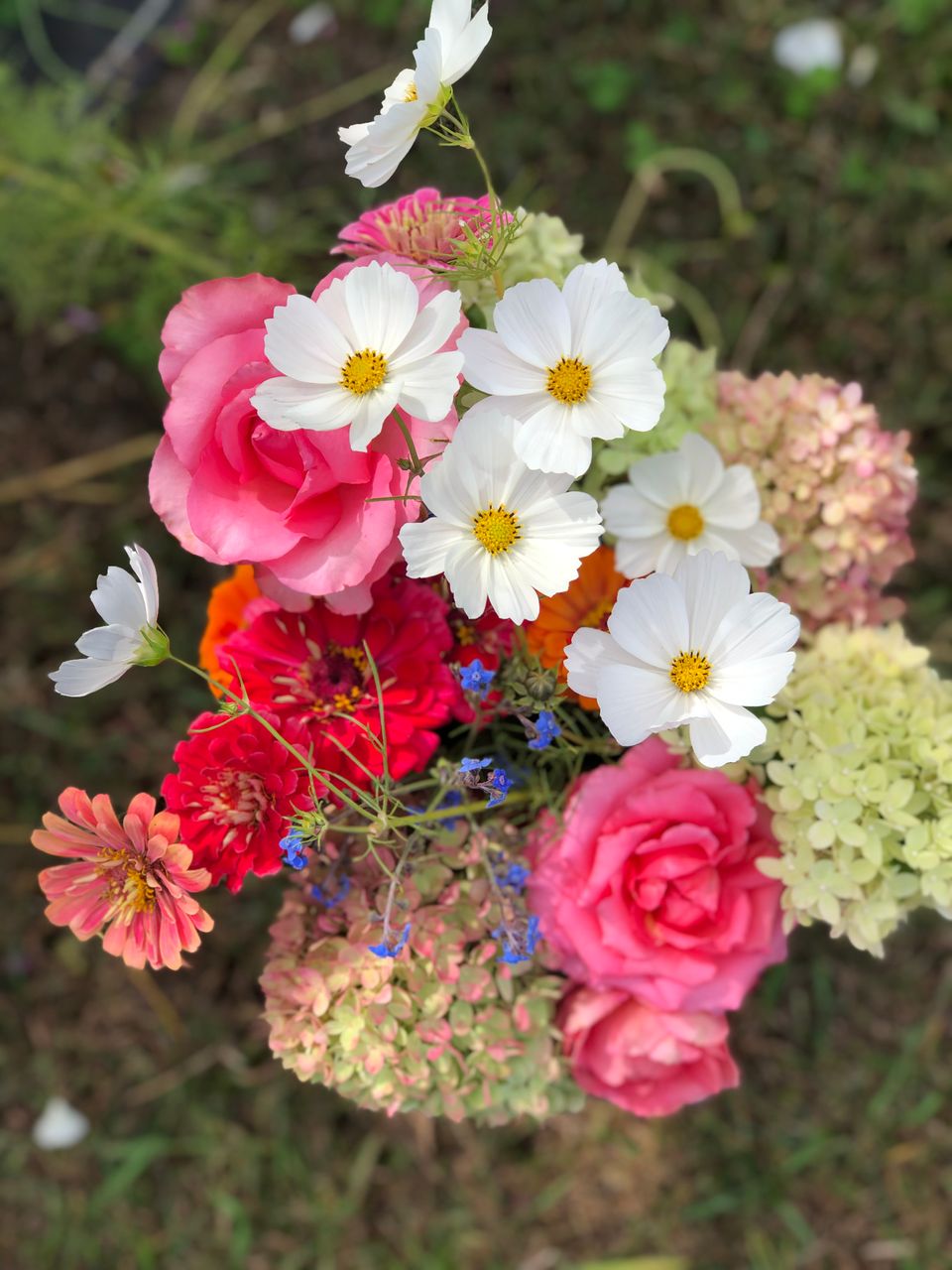 The Story of Summer Flowers